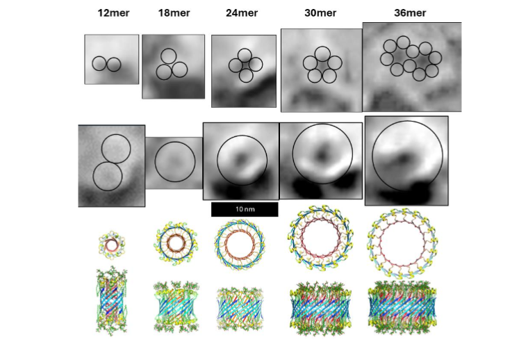 Figure 5. Selected freeze-fracture images of transmembrane Aβ42 assemblies and models of transmembrane Aβ42/GM1 assemblies. (Top row) Images of putative Aβ42 hexamer TMOs clusters. (2nd row) Images of putative Aβ42 membrane channels. (3rd and 4th row) Top and side views of the ribbon backbones of channel models. S/N = 2.0 for all outer S3 β-barrels (blue). GM1 gangliosides in the bottom row have green carbons.