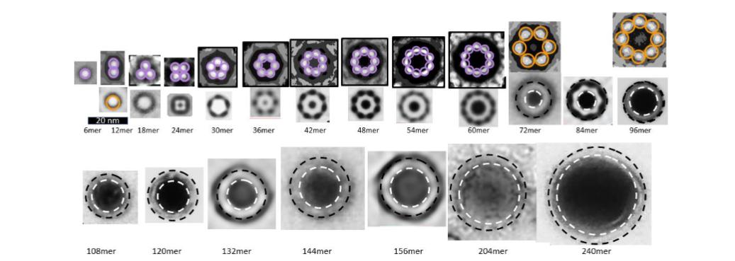 Figure 4. EM images of bAPFs (top row) and sAPFs proposed to be composed of a multiple of six Aβ42 subunits (adapted from Durell, et. al., (2022)). The number of Aβ42 subunits proposed to comprise each image is listed below it. Purple and orange circles around beads represent proposed hexamers and dodecamers. (2nd row) sAPFs proposed to develop from bAPFs above them. (3rd row) Giant sAPFs may develop from mergers of smaller ones. Dashed circles represent outer (black) and inner (white) edges of sAPF walls.