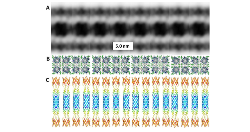 Figure 6. Averaged images of the contact region between liposomes when Aβ42 and GM1 gangliosides are present and models of aggregated Aβ42 octamers. The dark central region is the portion occupied by Aβ42 and GM1. (A) We used an image averaging process of Photoshop to create the top portion of the figure from an image in Tian et al. (2021). (B) End on view of ribbon backbone S3 region for a row of 4x8mer (32mer) models with GM1 alkyl chains in green. (C) Side view of ribbon backbone for a row of Aβ42 octamer models. The central antiparallel S3 β-barrel (blue) is in series on each end with a yellow bundle of four parallel S2 α-helices (yellow), topped by an 8-stranded antiparallel β-barrel composed of four S1 β-hairpins (red-orange).