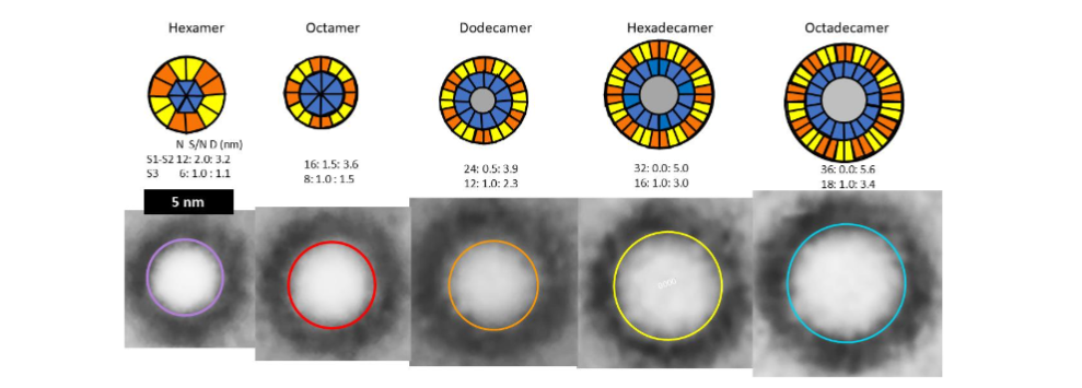 Figure 2. Beads of bAPFs. (Top row) Wedge schematics of a central cross section of concentric β-barrel models of soluble Aβ42 oligomers showing relative positions of S1 (red-orange), S2 (yellow), and S3 (blue) strands. Parameters N, S/N, and D are listed for each barrel. Gray centers in the last three schematics represent hexane. (Bottom row) Averaged images of isolated beads from EM micrographs (adapted from Durell, et. al.(2022). Diameters of the colored circles are the same as predicted for the models. The putative soluble oligomer models composed of the same number of subunits can have two diameters depending upon the tilt angles of the β-strands.