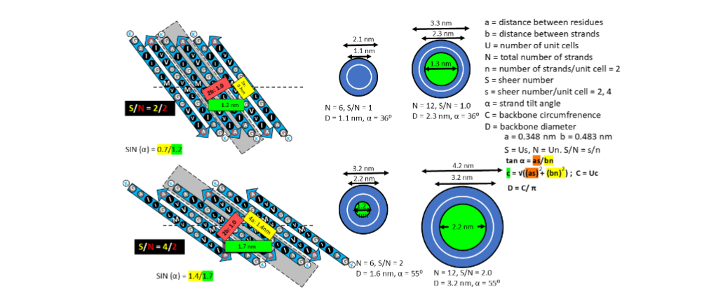 Figure 1. Beta barrel theory for S3 β-barrels of 1Con models. (Left side) Flattened schematics of six subunits of 1Con Aβ42 S3 β-barrels with two possible strand tilt angles; one unit cell is shaded gray in each schematic. Larger circles represent side-chains oriented toward the viewer. Small alanine and glycine side-chains have a gray background, larger hydrophobic side chain backgrounds are black. (Middle) Round schematics of cross-sections for β-barrels composed of six and twelve S3 strands. Green circles represent a central pore. (Right side) Parameter definitions and calculations for 1Con models of S3 β-barrels.