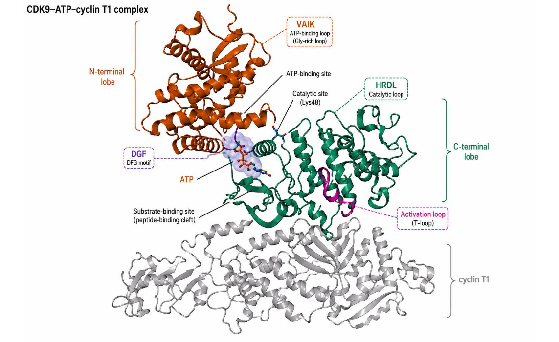 Targeting CDK9 Degradation to Combat Cancer Transcriptional Addiction ...