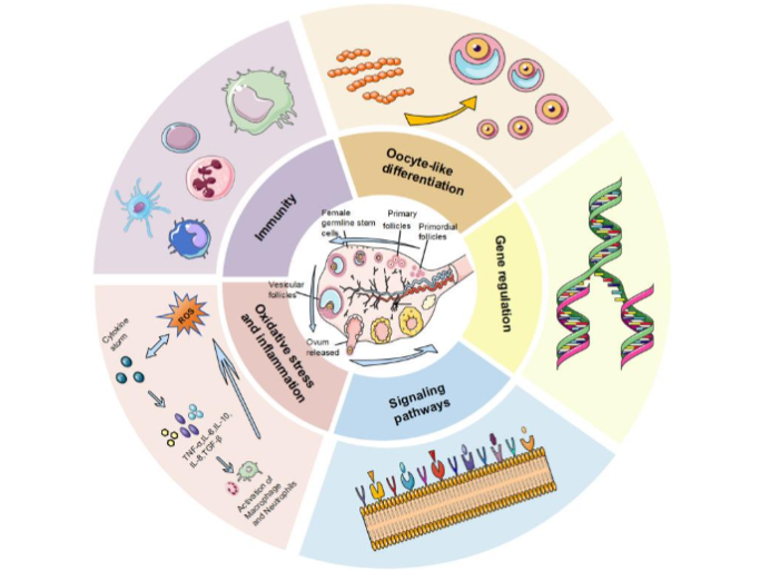 Figure 2. Courtesy ref no-38 - Pathways for FGSCs in reference to rectification of ovarian working.