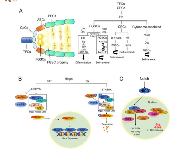Figure 3. Courtesy ref no-38 - Schematic diagram of the regulatory mechanisms of the Hedgehog/Notch/Hippo signaling pathways.