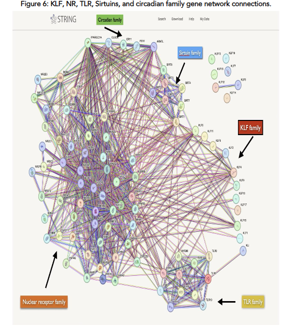 Figure 6: KLF, NR, TLR, Sirtuins, and circadian family gene network connections.