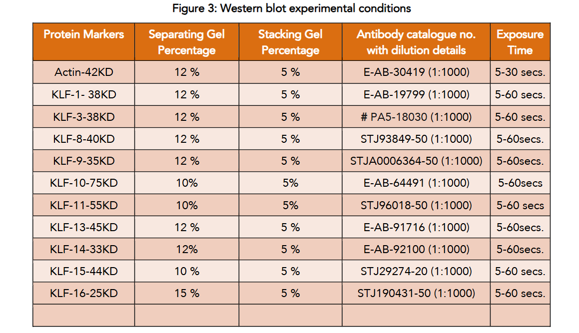 Figure 3: Western blot experimental conditions