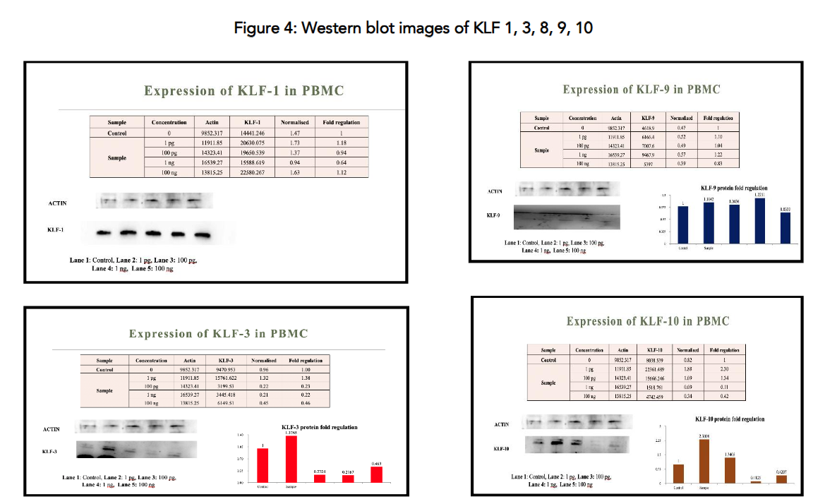Figure 4: Western blot images of KLF 1, 3, 8, 9, 10