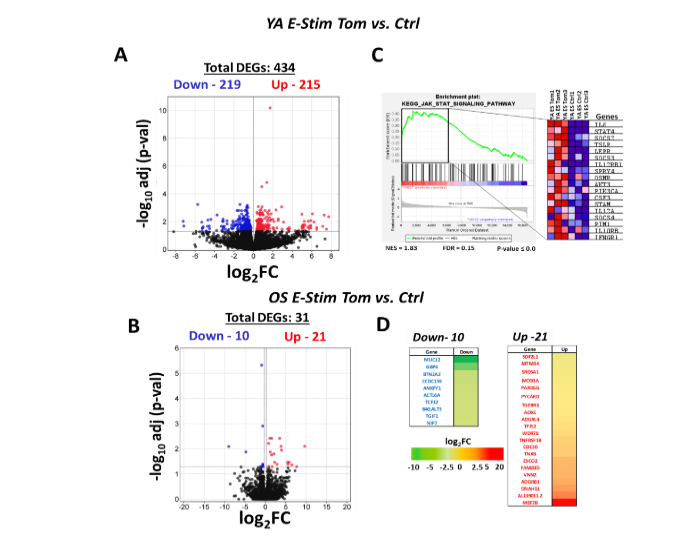Figure 2. Visualization of RNA-seq results and functional enrichment analysis of DEGs.