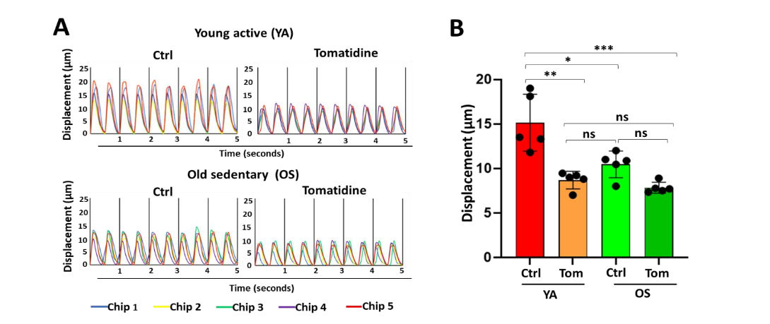 Figure 1. Functional analysis of donor-derived myobundles.
