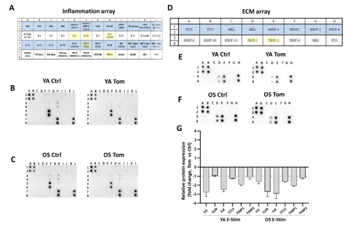 Figure 3. Inflammatory analysis after tomatidine treatment.