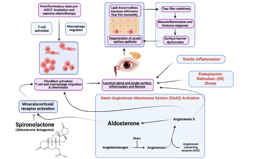 Figure 1. Mechanism of mineralocorticoid receptor–mediated inflammation and fibrosis in ocular graft-versus-host disease. Spironolactone blocks receptor activation, reducing immune cell recruitment, cytokine release, oxidative stress, and fibrosis.