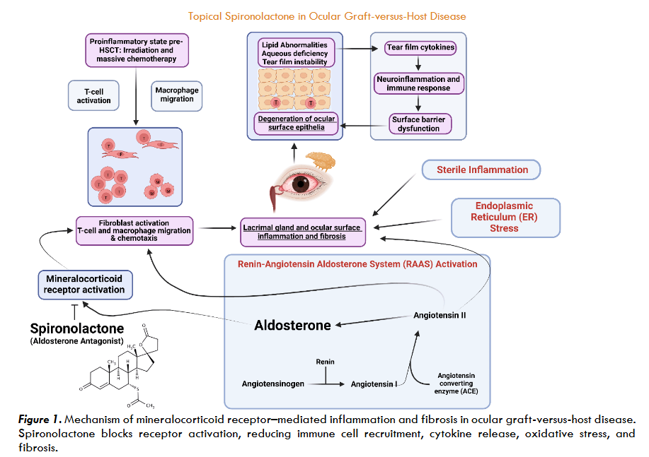 Figure 1. Mechanism of mineralocorticoid receptor–mediated inflammation and fibrosis in ocular graft-versus-host disease. Spironolactone blocks receptor activation, reducing immune cell recruitment, cytokine release, oxidative stress, and fibrosis.