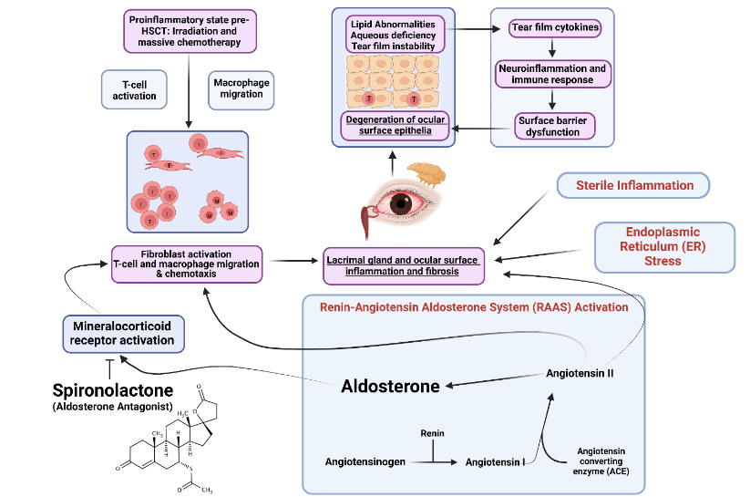Figure 1. Mechanism of mineralocorticoid receptor–mediated inflammation and fibrosis in ocular graft-versus-host disease. Spironolactone blocks receptor activation, reducing immune cell recruitment, cytokine release, oxidative stress, and fibrosis.