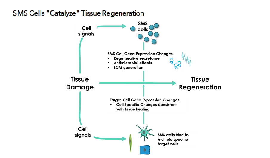 Figure 1. Schematic of SMS cell-mediated regenerative signaling. Cell-derived signals activate SMS cells, leading to changes in their gene expression profile and the release of a regenerative secretome, antimicrobial factors, and extracellular matrix (ECM) components. SMS cells bind to multiple specific target cells, inducing cell-specific gene expression changes consistent with tissue repair and healing. This creates a signaling loop to reinforcing tissue repair and regeneration.