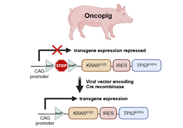 Figure 1: Oncopig transgene expression. Figure was created using BioRender.