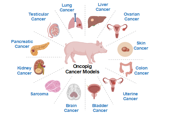 Figure 2: Oncopig Cancer Models. Figure was created using BioRender.