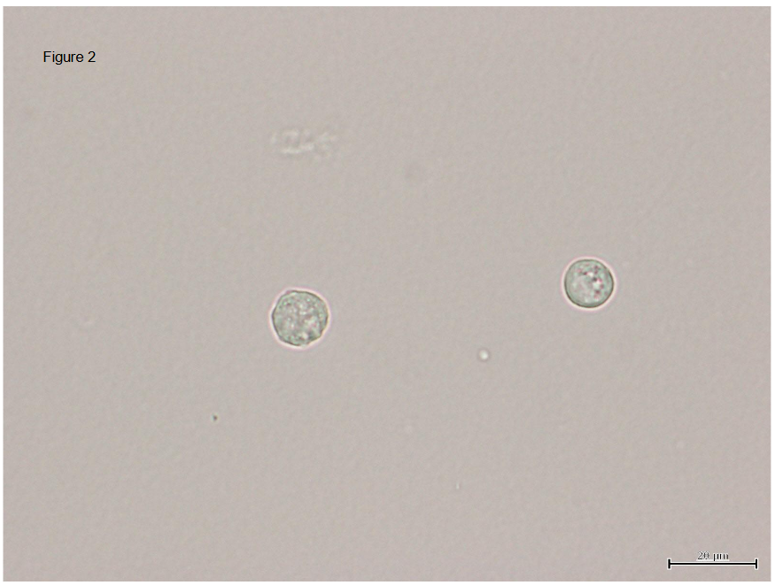 Non-stained picture of round cell