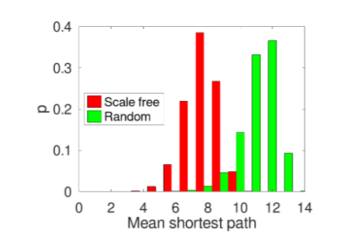 Shortest path distribution for the scale-free and random networks. 50 network realizations for each type were computed for building the histogram.