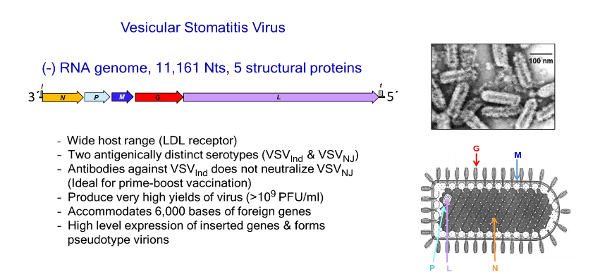 Figure 1. General characteristics of vesicular stomatitis virus. N: Nucleocapsid protein, P: Phosphoprotein, L: Large protein (RNA-dependent RNA polymerase), M: Matrix protein, G: Glycoprotein.