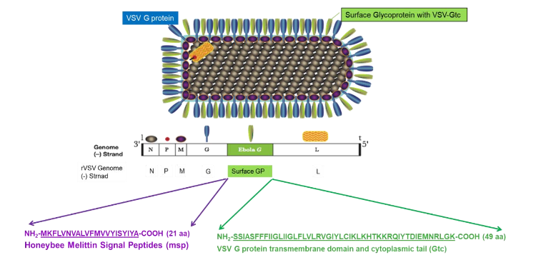 Figure 3. Modifications of the NH₂ and COOH termini of the target glycoprotein and the production of pseudotype VSV carrying the target glycoprotein.