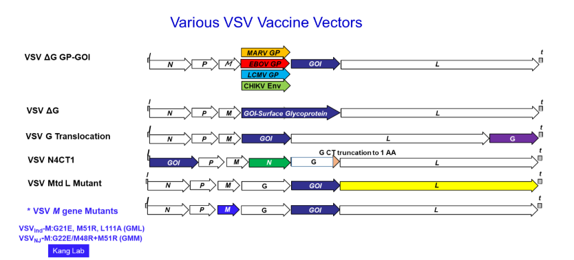Figure 2. Various VSV vectors for developing rVSV-based vaccines. MARV GP: Marburg virus glycoprotein, EBOV GP: Ebola virus glycoprotein, LCMV GP: Lymphocytic choriomeningitis virus glycoprotein, CHIKV Env: Chicken Gunya virus envelope protein, ΔG: G gene deleted, Mtd: Mythyltransferase-Defective, GOI: Gene of Interest.