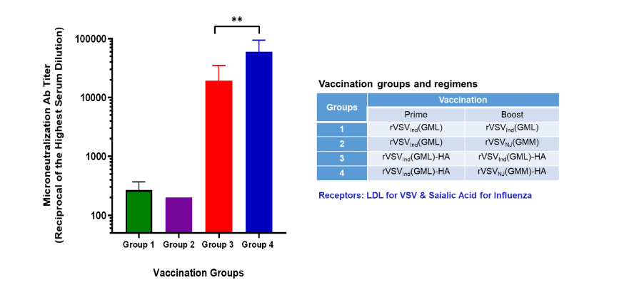 Figure 4. Induction of neutralizing antibodies against Influenza A virus PR8 strain after homotypic and heterotypic boost vaccination. Statistical significance was determined by one-way ANOVA with Tukey’s correction (**, p=0.008).