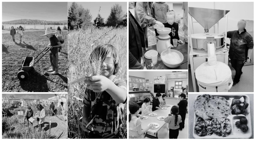 Figure 1. Photographic overview of Wheat2School®, highlighting four integrated components: Garden (planting, monitoring, harvesting wheat), Processing (classroom and cafeteria milling), Culinary (school-prepared foods such as whole wheat tortillas, muffins, and pasta with pesto), and Educational (cafeteria tastings and lessons linking agriculture, nutrition, and food culture).