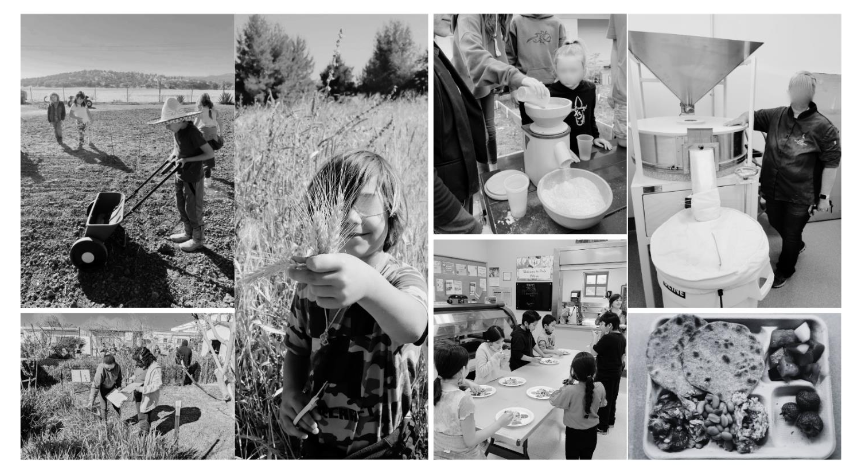 Figure 1. Photographic overview of Wheat2School®, highlighting four integrated components: Garden (planting, monitoring, harvesting wheat), Processing (classroom and cafeteria milling), Culinary (school-prepared foods such as whole wheat tortillas, muffins, and pasta with pesto), and Educational (cafeteria tastings and lessons linking agriculture, nutrition, and food culture).
