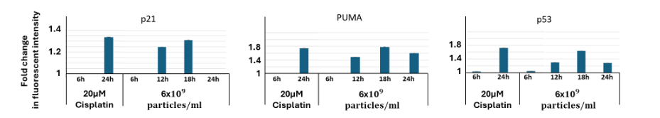 Figure 7: Protein upregulation following extracellular vesicles’ treatment, measured by FACS. Fold change of the fluorescent intensity of p21, PUMA and p53 proteins, in HCT116 p53 WT-Venus(p53-VKI) + p21-CFP + PUMA-mCherry cell line, 6-24 hr. after EVs (6x10<sup>9</sup> particles/ml) treatment. Analysis of the fold change encompasses mean (n=3) and STDEV values.