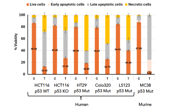 Figure 8: Apoptosis and viability analysis of different colon cancer cell lines following 48-hour treatment with p53-containing extracellular vesicles. The graph shows the distribution of live cells (orange), early apoptotic cells (beige), late apoptotic cells (gray), and necrotic cells (yellow) under control (C) and treatment (T) conditions. Data are presented as mean ± SD. Notable reduction in live cell populations and corresponding increase in apoptotic (early and late) or necrotic cells were observed in treated groups compared to controls, indicating effective induction of cell death pathways by p53-containing EVs.
