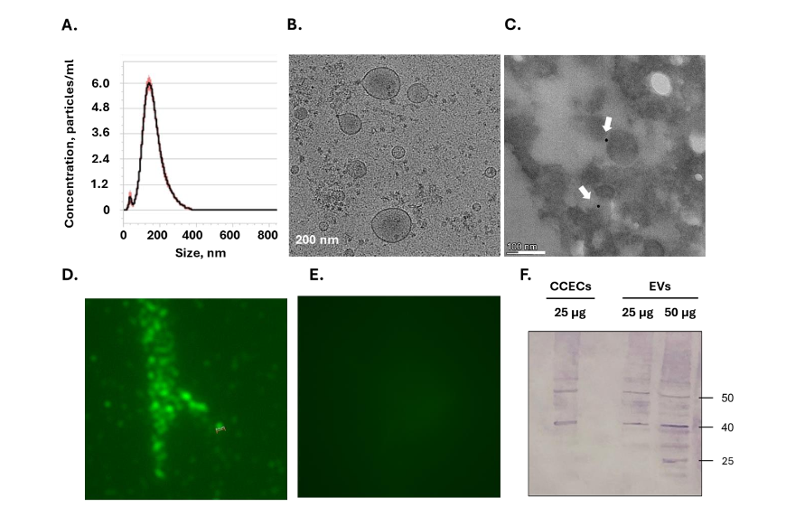 Figure 3: Characterization of extracellular vesicles derived from chicken corneal epithelium cells. A. NTA reveals EVs size distribution ranging 60-300 nm, with a mean diameter of ~160± 3 nm. B. Cryo-TEM demonstrates rounded, membrane-bound vesicles ranging 50-200 nm. C. Immunogold labeling using an α-p53 Ab followed by gold-conjugated secondary GαR Ab confirms presence of p53, visible as black dots (arrows). D. Fluorescence microscopy following direct staining of EVs with an α-chicken p53 Ab followed by a Cy3-conjugated GαR Ab. E. No signal is observed at absence of a primary Ab. F. A western blot analysis conducted on CCEC and EVs indicates 40 and 50 kDa bands, collectively supporting the presence of p53 within CCEC-derived EVs.