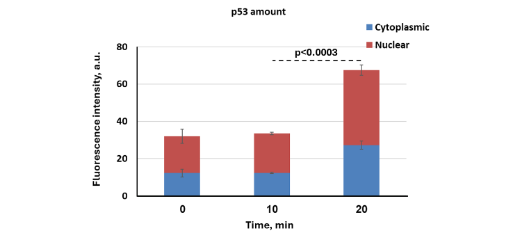 Figure 5: Time-dependent cytoplasmic and nuclear accumulation of extracellular vesicles-delivered p53 in HCT116 p53 KO cells. Fluorescent intensity of p53 staining was quantified in the cytoplasm (blue) and nucleus (red) at 0 (baseline), 10, and 20 minutes after EV treatment. Upon 10 minutes, there was no significant change in p53 levels. By 20 minutes, total p53 fluorescence increased markedly, with significant accumulation observed in both cytoplasmic and nuclear compartments, especially in the nucleus. Unpaired t-tests demonstrated significant increase in nuclear, cytoplasmic, and total p53 fluorescence between 10- and 20-minutes post-treatment (p < 0.0003 for all comparisons). Data are presented as mean ± SEM (n ≥ 20 cells per condition).