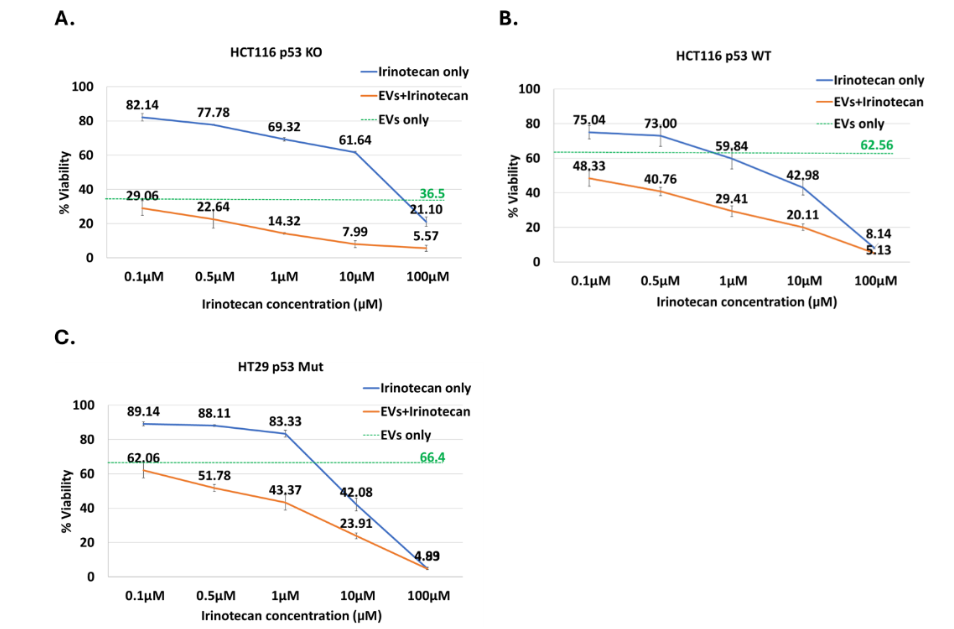 Figure 11: Combination treatment of p53-containing vesicles with irinotecan in colon cancer cell lines, assessed by Annexin V/PI assay. Cell viability was determined by Annexin V/ PI staining following treatment with increasing concentrations of irinotecan (0.1–100μM) alone (blue), EVs alone (green, dashed line), or a combination of irinotecan and EVs (orange). EVs were added 4 hours after irinotecan. Data is presented as mean±SD. A. HCT116 p53 KO. B. HCT116 p53 WT. C. HT29 p53 Mut.