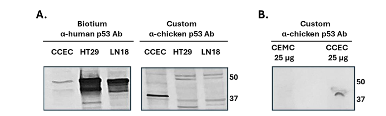 Figure 2: Identification of p53 in chicken corneal epithelial cells by a custom-made antibody raised against chicken p53. A. Western blot analysis conducted on CCEC with an α-human p53Ab (Biotium 2092) and a custom-made chicken p53 Ab. The α-human Ab barely detects chicken p53 at its expected molecular weight, while the α-chicken Ab identifies a major band at 40 kDa. Human GBM LN18 and colon HT29 lysate serve as controls. B. Western blot using the custom-made α-chicken Ab demonstrates specific detection of p53 in CCEC, and no signal in chicken embryonic muscle cells (CEMC: a negative control), further supporting the tissue-specific expression of p53 in CCEC.