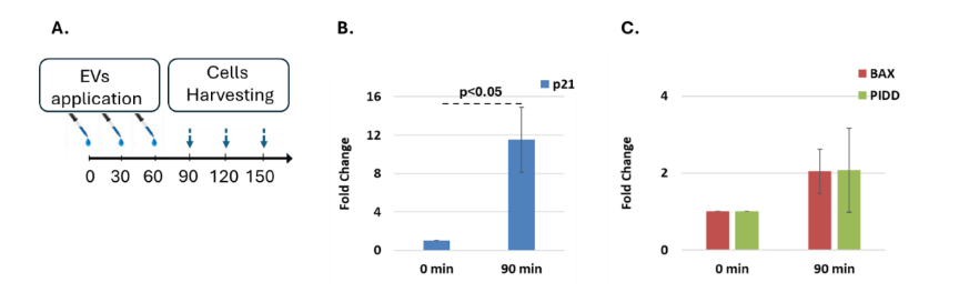 Figure 6: Extracellular vesicles-mediated upregulation of p53 target genes in p53 knockout HCT116 cells. A. Scheme of the experimental setup: EVs were applied in three sequential doses at 0, 30, and 60 minutes, and cell harvest at 90, 120, and 150 minutes post-initial treatment. B. Quantitative PCR analysis of p21 expression at 0- and 90-minutes post-EV treatment. A significant (>11-fold) increase in transcript levels was observed at 90 minutes compared to baseline (p < 0.05). C. Non-significant expression levels of BAX and PIDD at 90 minutes were observed. Data represent mean ± SD of duplicates and are normalized to HPRT1 using the ΔΔCt method.