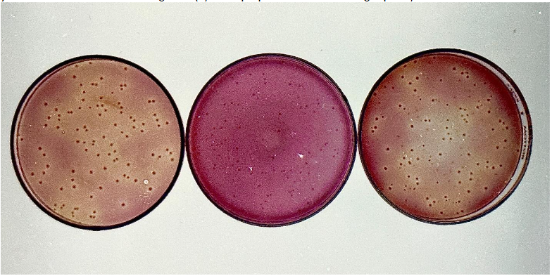 This image has an empty alt attribute; its file name is image-12.png