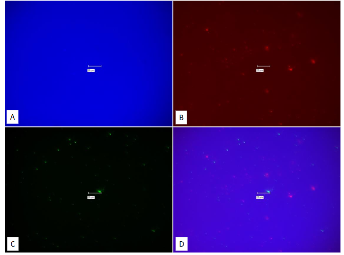 This image has an empty alt attribute; its file name is image-113.png