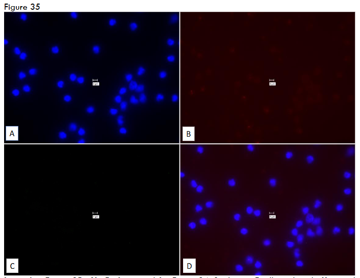 This image has an empty alt attribute; its file name is image-117.png