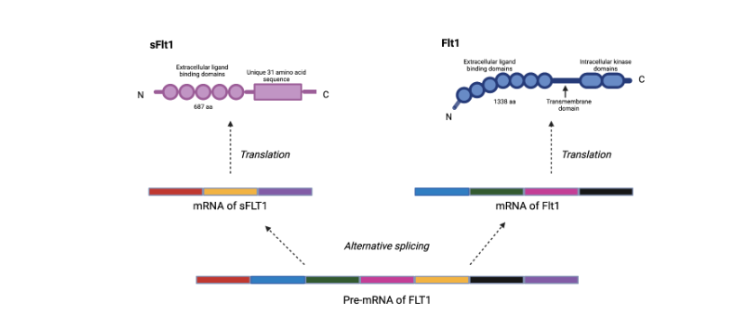 This image has an empty alt attribute; its file name is image-169.png