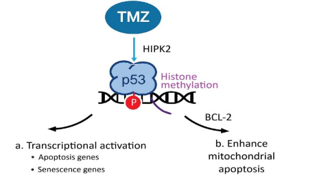 This image has an empty alt attribute; its file name is image-164.png