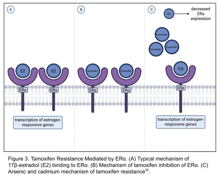 This image has an empty alt attribute; its file name is image-51.png