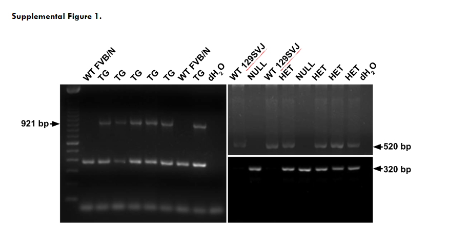 This image has an empty alt attribute; its file name is image-77.png