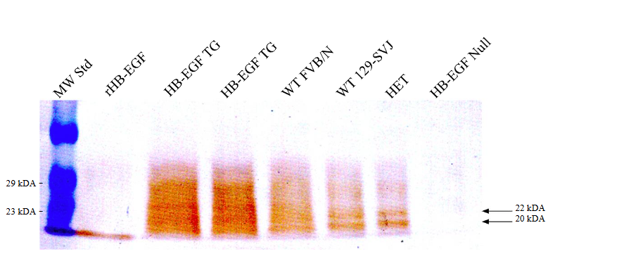 This image has an empty alt attribute; its file name is image-78.png