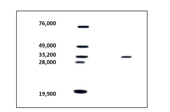 This image has an empty alt attribute; its file name is image-105.png